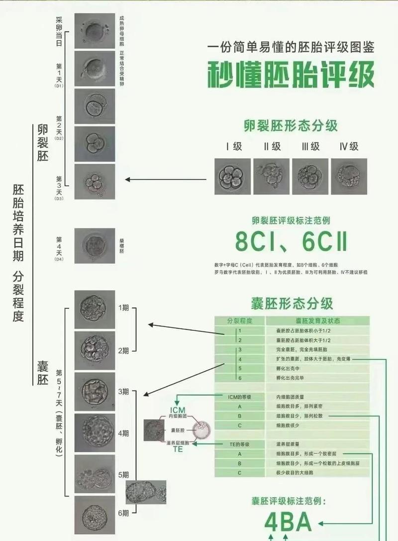 重庆卵裂胚评分高低怎么看 对试管成功率影响大吗